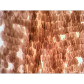 Előkészített tárgylemezek készlete n10 ng levenhuk