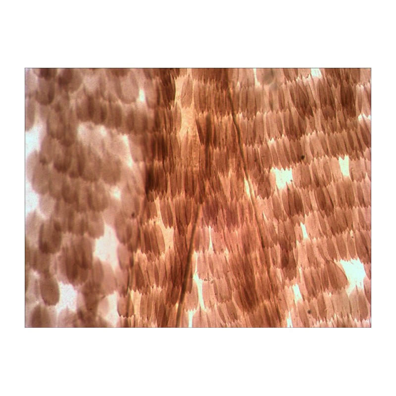 Set di vetrini preparati levenhuk n10 ng