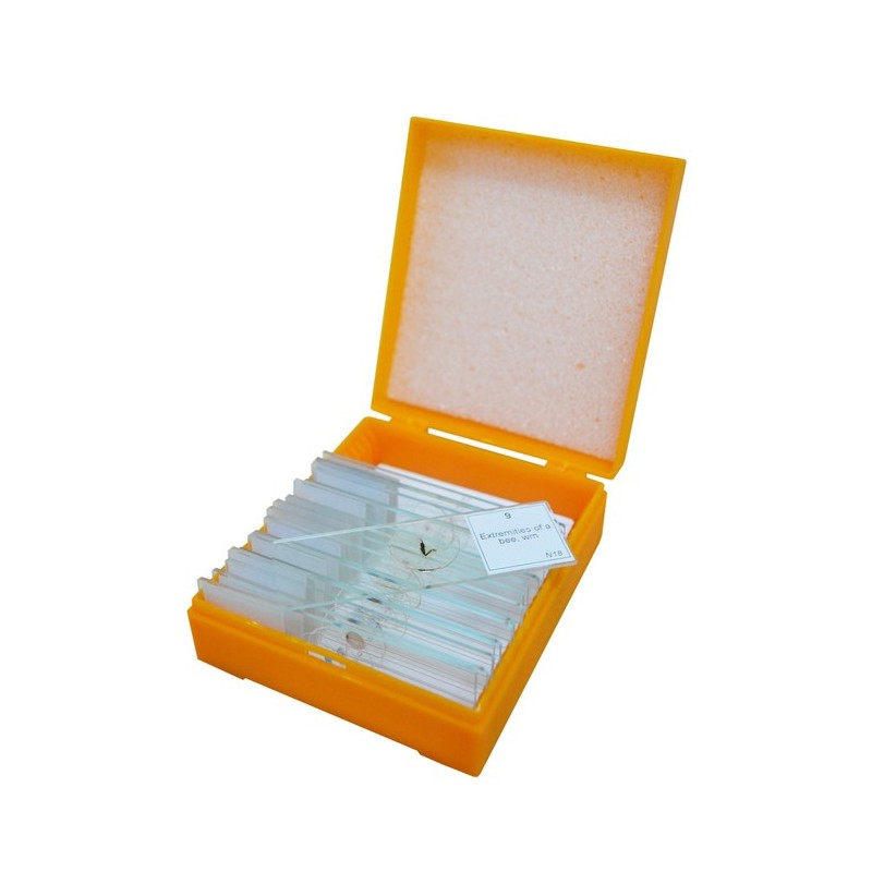 Set di vetrini preparati levenhuk n10 ng