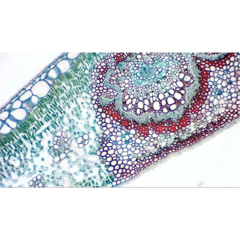 Bresser mikrokular full hd digitale oculaircamera