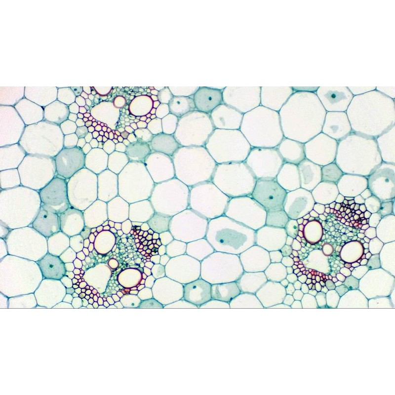 Bresser mikrokular caméra oculaire numérique full hd