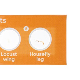 Levenhuk discovery fauna set con 12 vetrini preparati