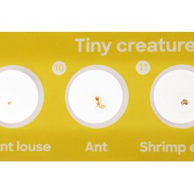 Levenhuk discovery fauna set con 12 vetrini preparati