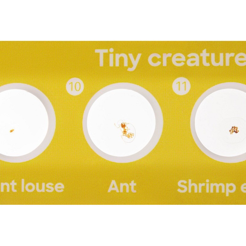 Levenhuk discovery fauna set avec 12 diapositives préparées