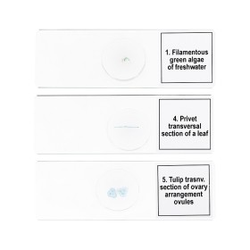 Juego de micromuestras levenhuk discovery prof dps 5 “biología”.