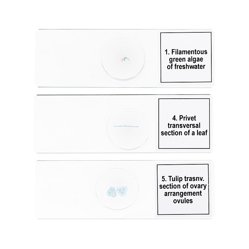 Ensemble de micropréparations levenhuk discovery prof dps 5. « biologie »