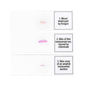 Conjunto de micromuestras levenhuk discovery prof dps 5 “mutaciones”.