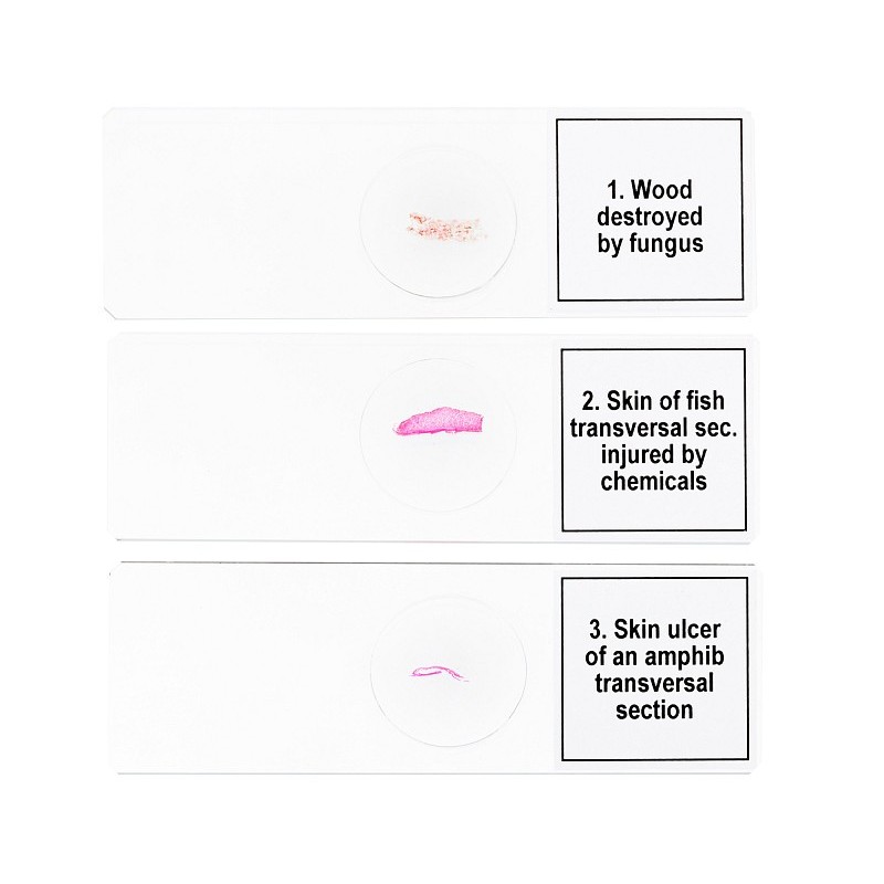 Conjunto de micromuestras levenhuk discovery prof dps 5 “mutaciones”.