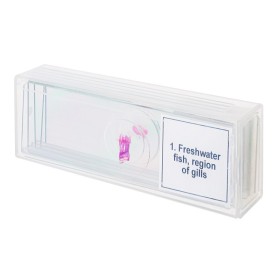 Conjunto de micromuestras levenhuk discovery prof dps 5 “mundo anfibio”.