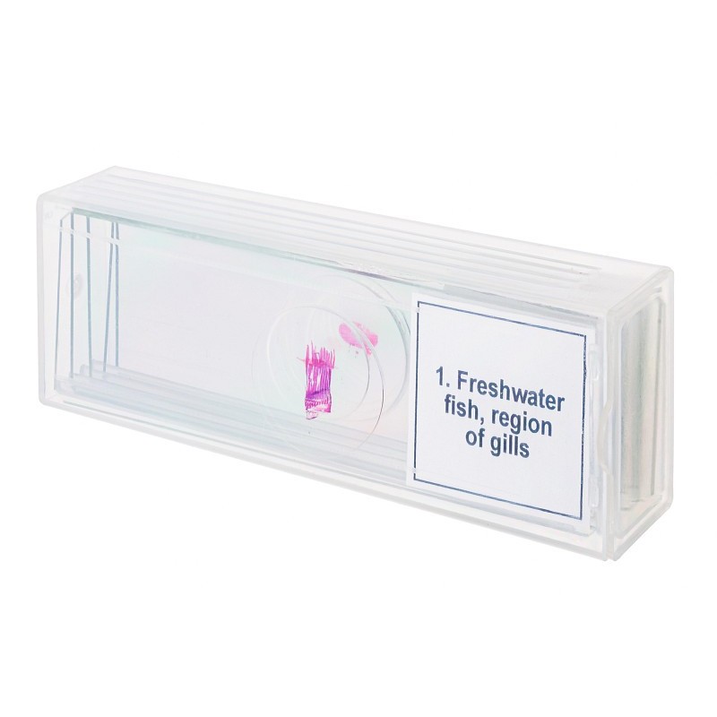 Mikropreparátumok készlete levenhuk discovery prof dps 5. "kétéltű világ"