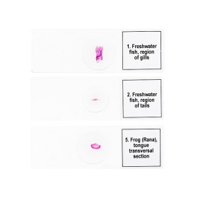 Conjunto de micromuestras levenhuk discovery prof dps 5 “mundo anfibio”.