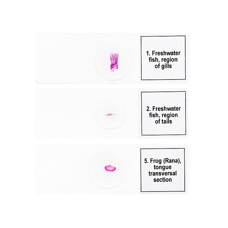 Conjunto de micromuestras levenhuk discovery prof dps 5 “mundo anfibio”.