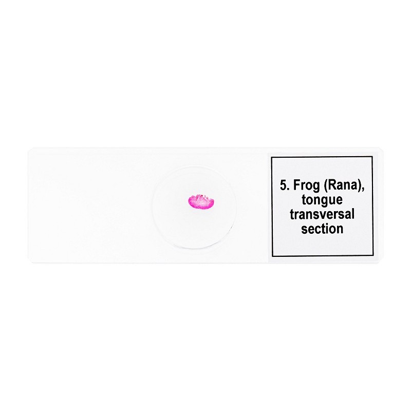 Levenhuk discovery prof dps 5 microspecimenset “amfibische wereld”