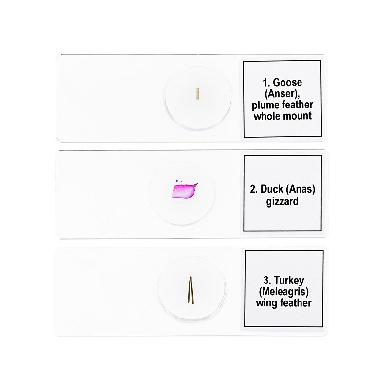 Zestaw mikropreparatów levenhuk discovery prof dps 5. "ptaki"