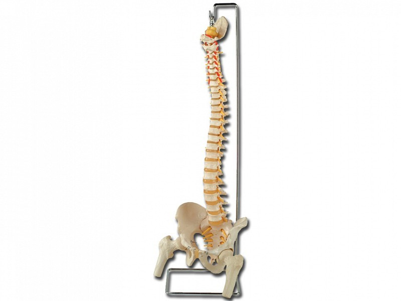 Anatomische Modelle